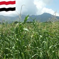 حكيم الوجيه