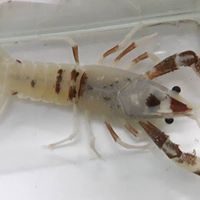 กิตติพงศ์ เปรมสุกาญจน์