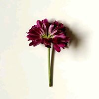 بسمه سويدان