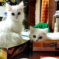 ᗩᒪᓮᘉᗩ ᑭᗩᖆᓮ