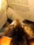 FeistyFeline Book Review