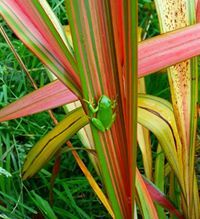 Michael-Deborah Elfindale
