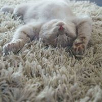 Danya Z