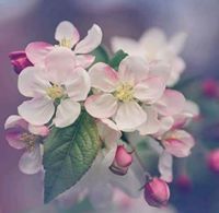 Nermin Mohamed