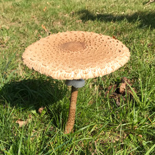 Liesbeth Van der ven