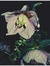 Nightshade Purplebroom