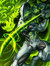 Deven