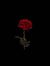 Rawan M...
