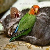 احمد الثالثه