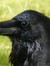 Raven