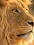 Lion Zhu