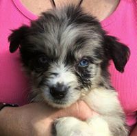 Julie Griffith Stiles