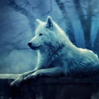 Мимоза Кирова