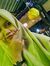 Nur Faina