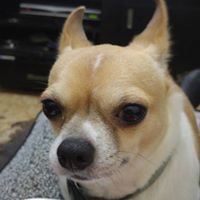 רונית בכר גולדברגר