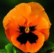 Pansy
