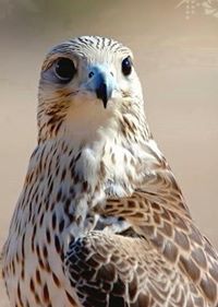 فواز التمياط