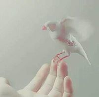 راجية الجنان