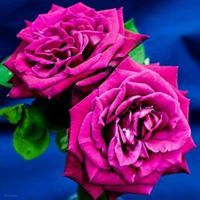 زين العابدين