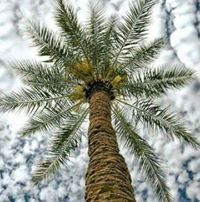 ميادة العاني