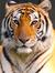 Jay Patil