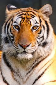 Jay Patil