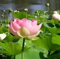 اسلام العيسه