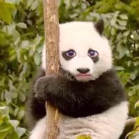 Swiftie Withpuipuithecat