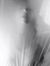 mouna