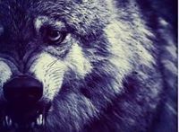 Кристи Казаку