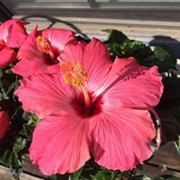 Barbara Prestenberg Reeves