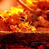 ಜಯಸಿಂಹ ಆರ್