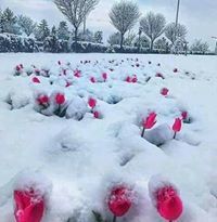 أسير الاحزان