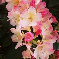 وردة المدينه