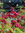 Lily | 1 comments