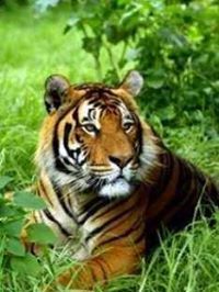 Adithya RV