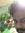 Vine
