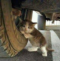 アーメッド ハムディ