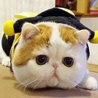 มะเขือเทศ สดชื่น