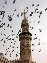 حمائم الأيك