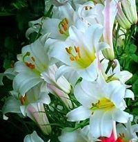 اشرف ابو أزدشير