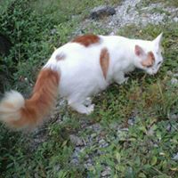 Afif Zunnurain