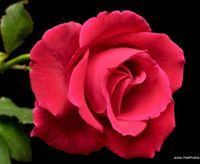 زهرة المدائن