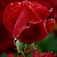 عبدالله الجعلي