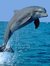 DolphinBlue
