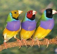 فرات الغنيماوي