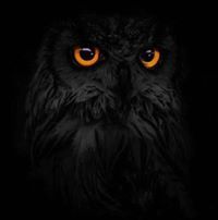 شوتر الرويلي