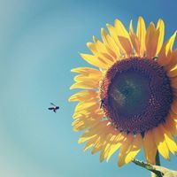 วรศิษฏ์ วรศิษฏา