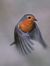 robin