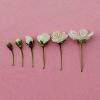 Sámã Hãssàñ ʚïɞ